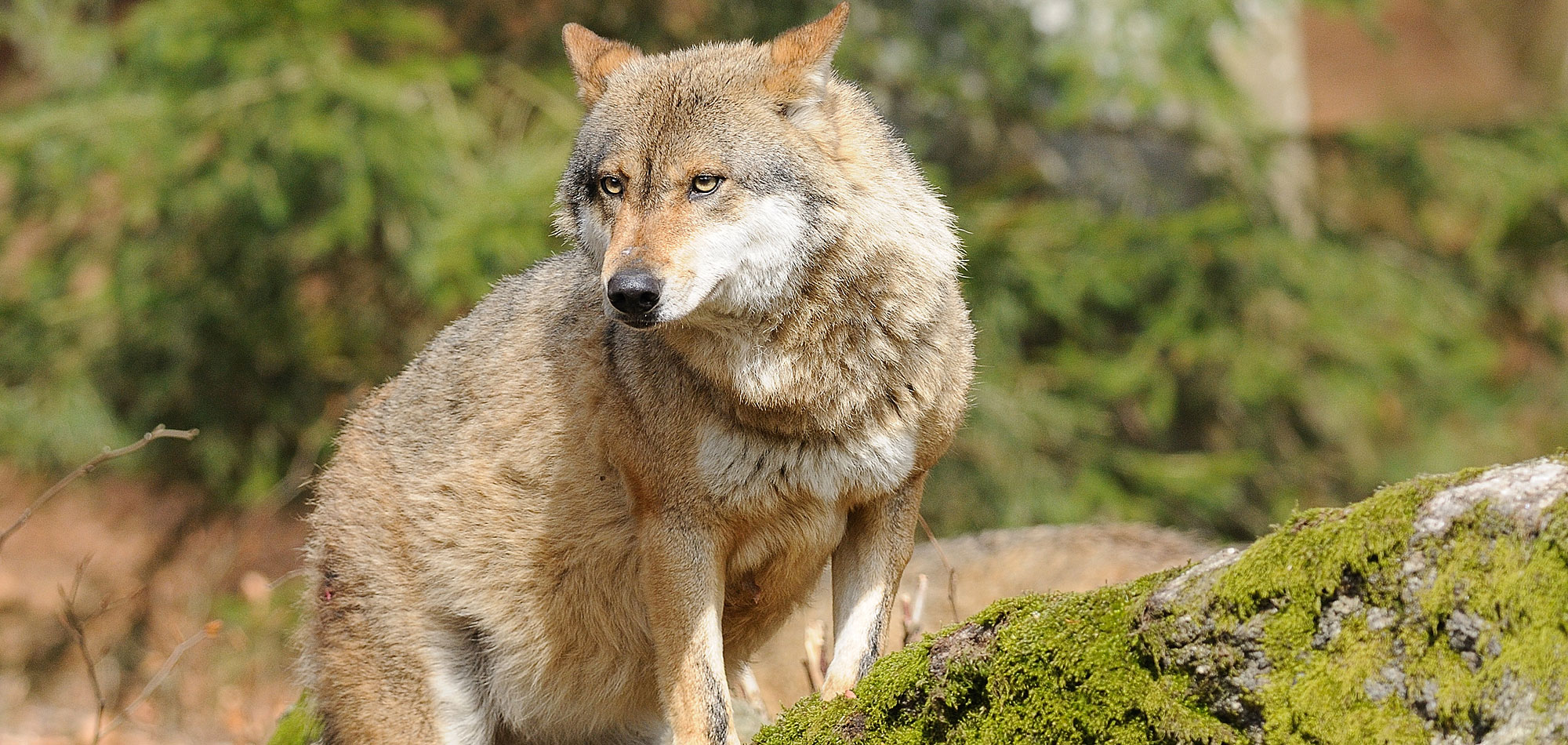 Nationalpark-Partner Bayerischer Wald